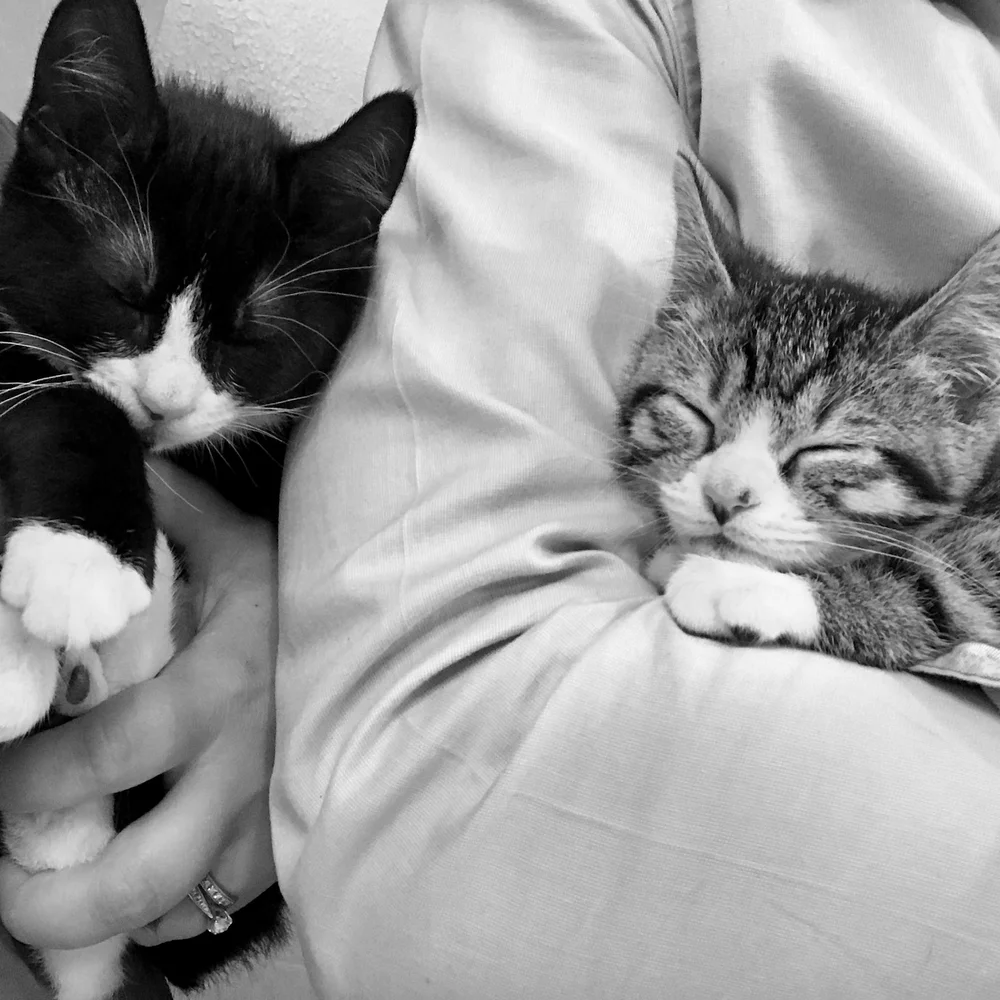 Ziggy and Zorro asleep